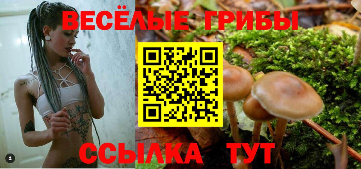 Псилоцибиновые грибы Psilocybine cubensis Томск
